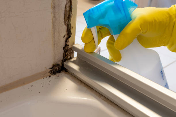 Why You Should Choose Our Mold Remediation Services in Brazoria, TX